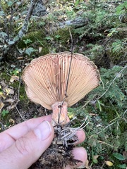 Lactarius