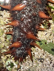 Apostichopus californicus