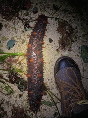 Apostichopus californicus