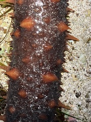 Apostichopus californicus