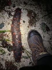 Apostichopus californicus