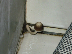 Pluteus longistriatus