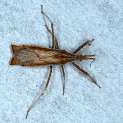 Polycentrocoris turneri
