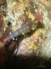Heptacarpus stylus