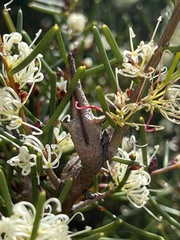 Hakea teretifolia