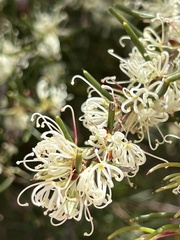 Hakea teretifolia