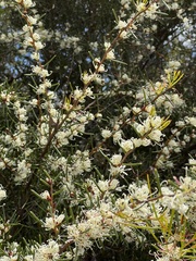 Hakea teretifolia