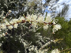 Hakea teretifolia