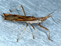 Polycentrocoris turneri