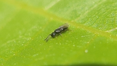 Ceraphronoidea