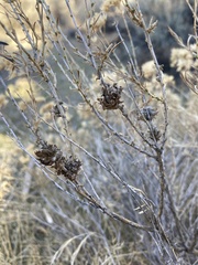 Rhopalomyia utahensis