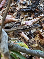 Liolaemus septentrionalis