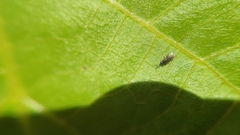 Ceraphronoidea