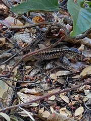 Liolaemus septentrionalis