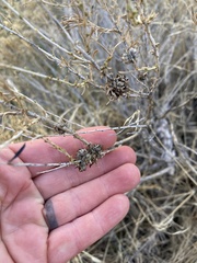 Rhopalomyia utahensis