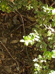 Liolaemus septentrionalis