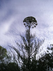 Notobubon tenuifolium