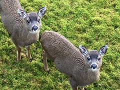 Odocoileus hemionus sitkensis