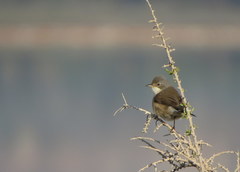 Curruca melanocephala