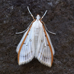 Palpita nigropunctalis