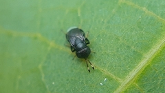 Encyrtinae