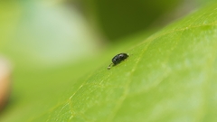 Encyrtinae