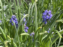 Muscari