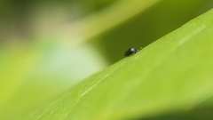 Encyrtinae