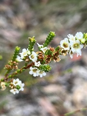 Baeckea diosmifolia