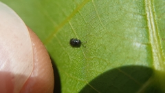 Encyrtinae