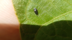 Encyrtinae