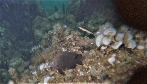 Photo of Threespot damselfish (Stegastes planifrons)