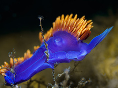 Flabellinopsis iodinea