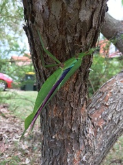 Podacanthus viridiroseus