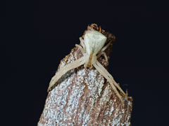 Sidymella longipes