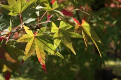 Acer palmatum