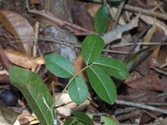Callerya nitida