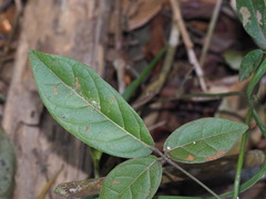 Callerya nitida