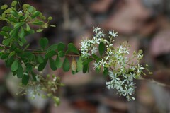 Bursaria spinosa spinosa