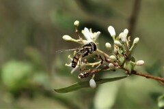 Simosyrphus grandicornis