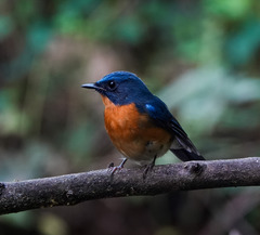 Cyornis whitei