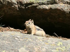 Callospermophilus lateralis lateralis