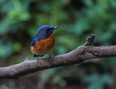 Cyornis whitei