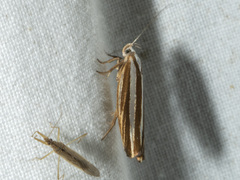 Catoryctis subparallela