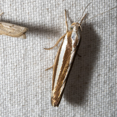 Catoryctis subparallela