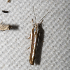 Catoryctis subparallela