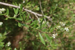 Bursaria spinosa spinosa