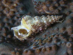 Cerithium citrinum