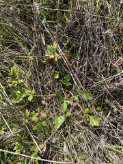 Ranunculus californicus