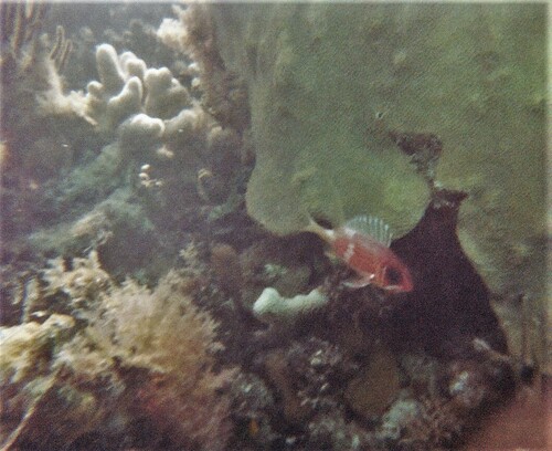 Longspine Squirrelfish
